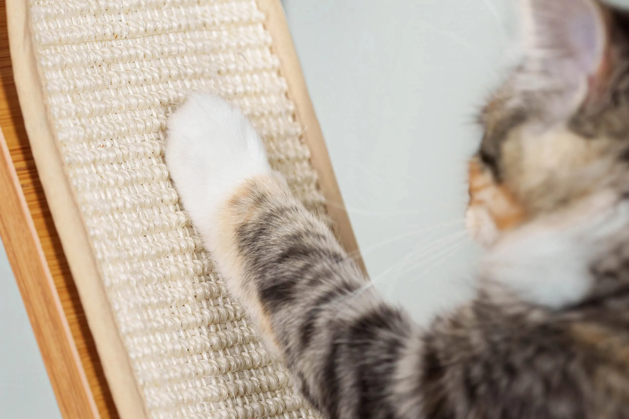 Ascentials by FurHaven Royal Suite Cat Tower (68”), Multi-Level Indoor Cat Tree