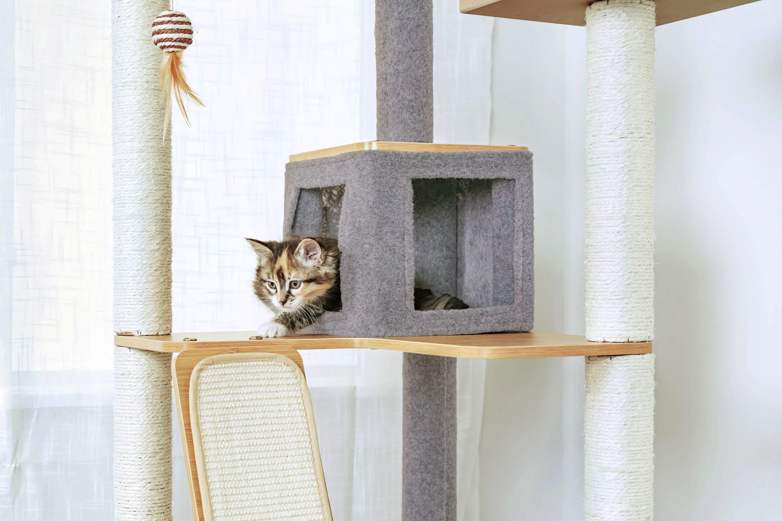Ascentials by FurHaven Royal Suite Cat Tower (68”), Multi-Level Indoor Cat Tree