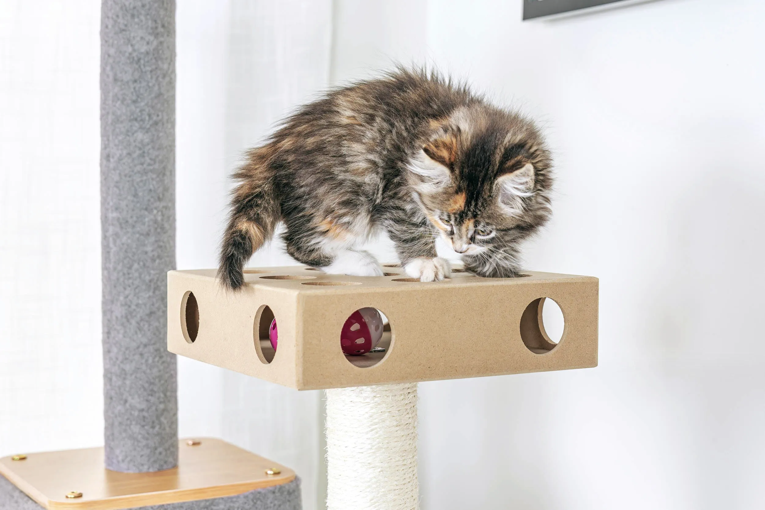 Ascentials by FurHaven Royal Suite Cat Tower (68”), Multi-Level Indoor Cat Tree