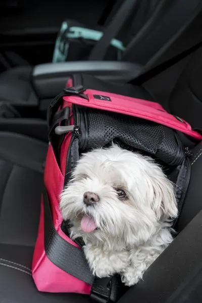 Atom Dog Carrier