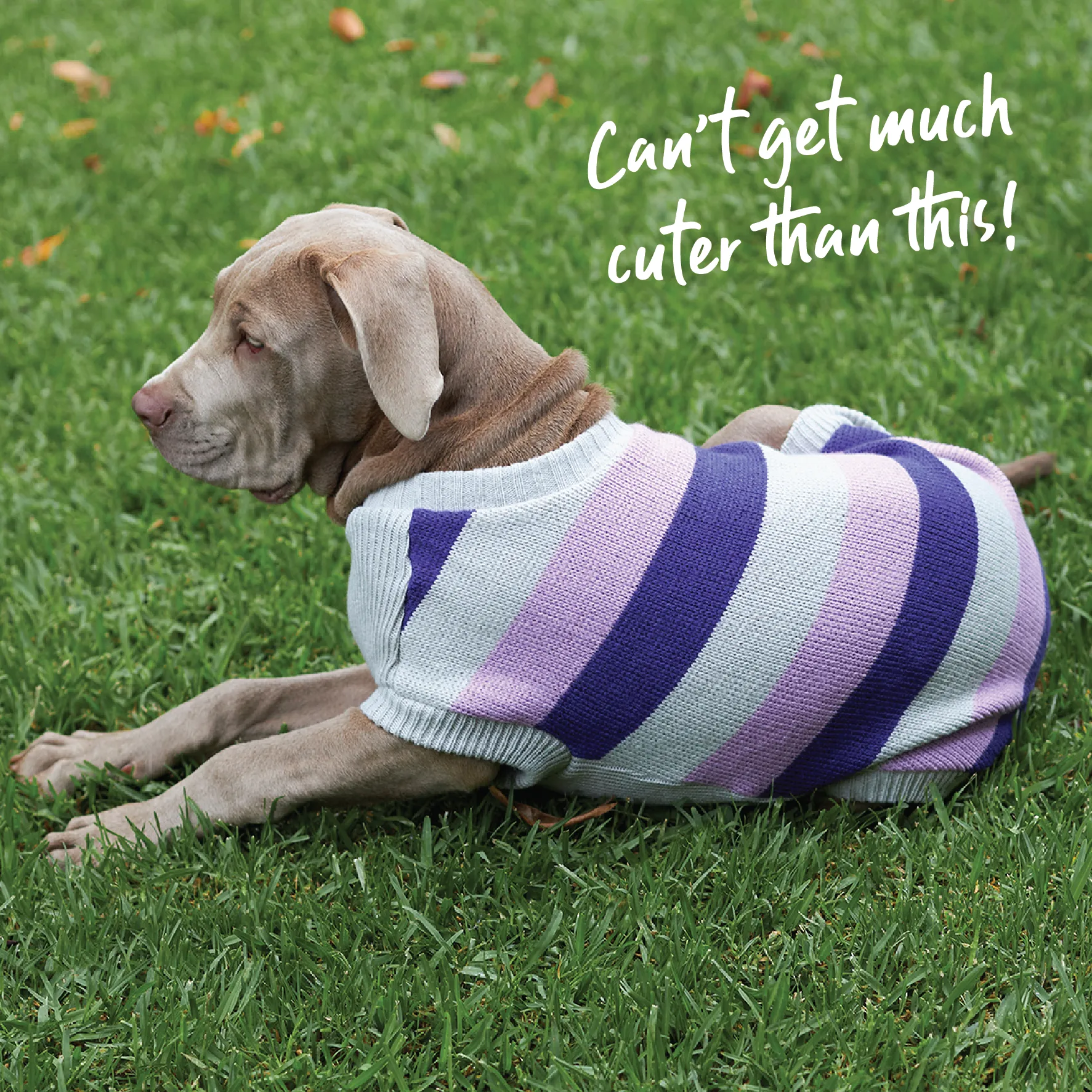 Bumble Dog Jumper - Lavender