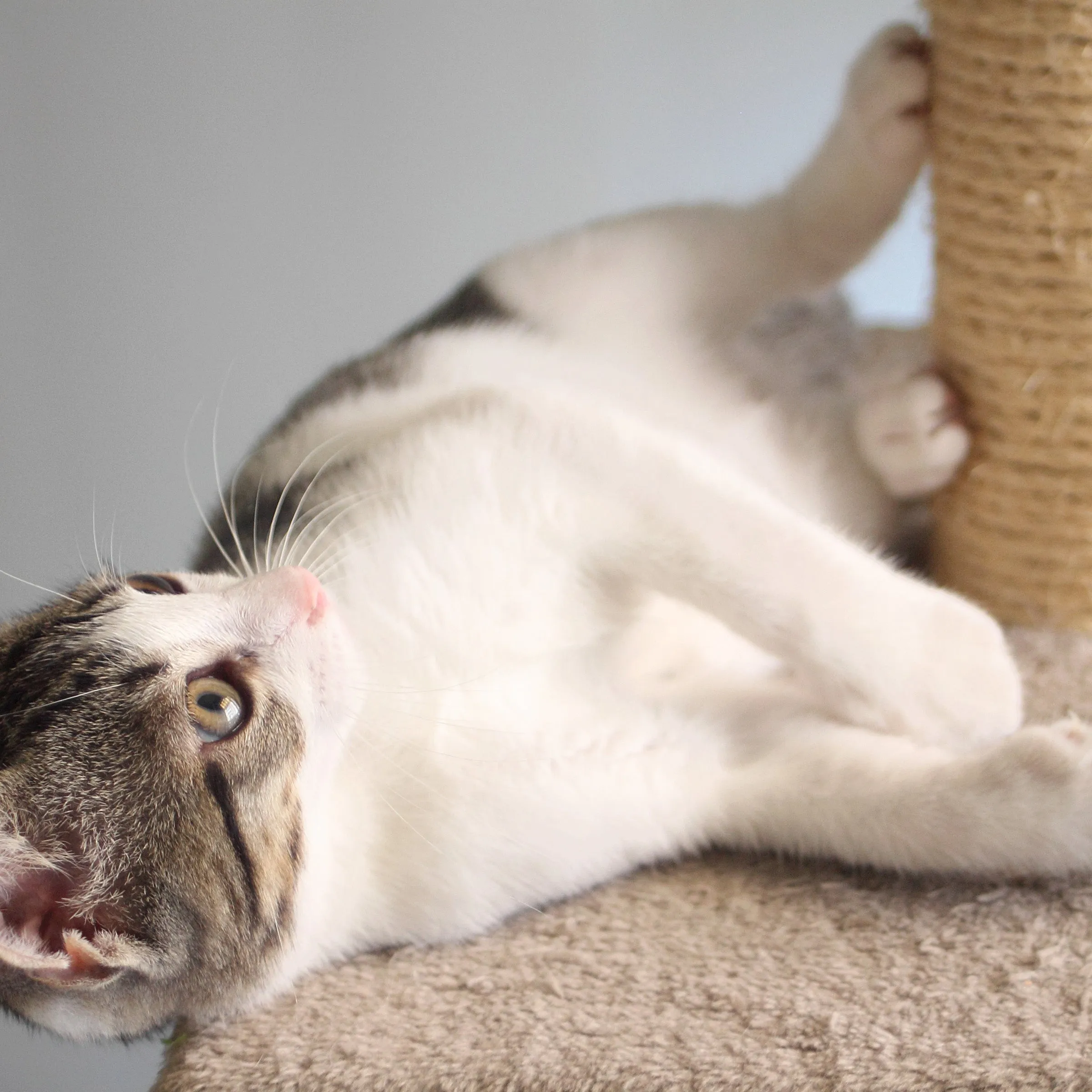 Cat Scratching Post Tower with 3 Posts