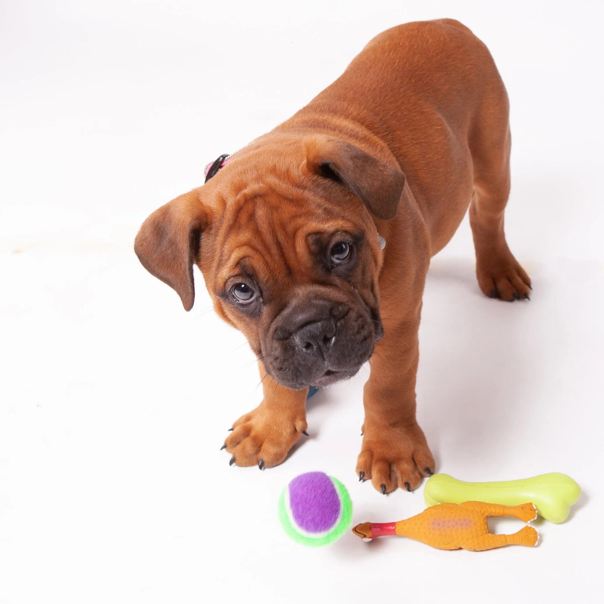 Catch N' Chew Dog Rubber Bone