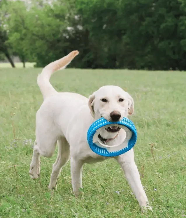 Chuckit! Rugged Fetch Wheel