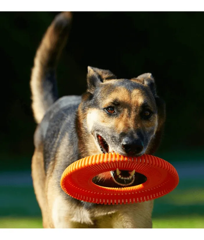 Chuckit! Rugged Flyer Dog Toy