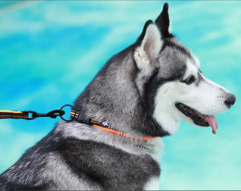 Dog collars