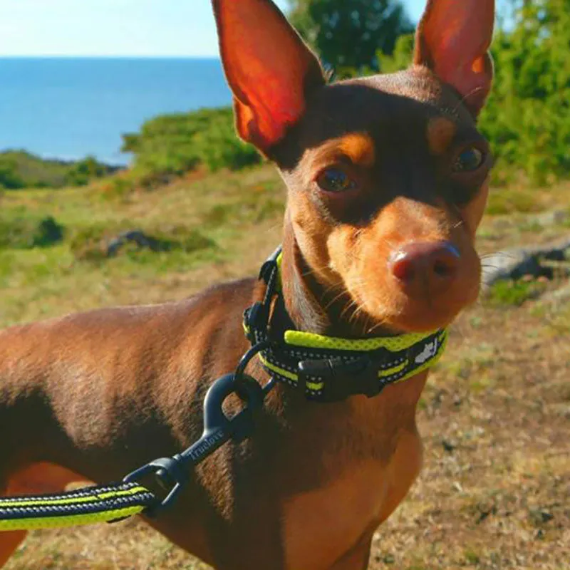 Dog collars