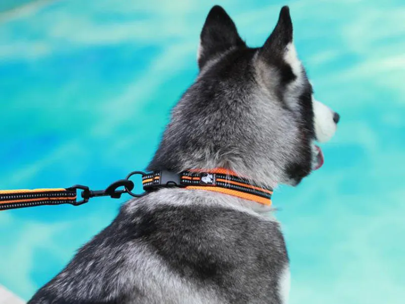 Dog collars