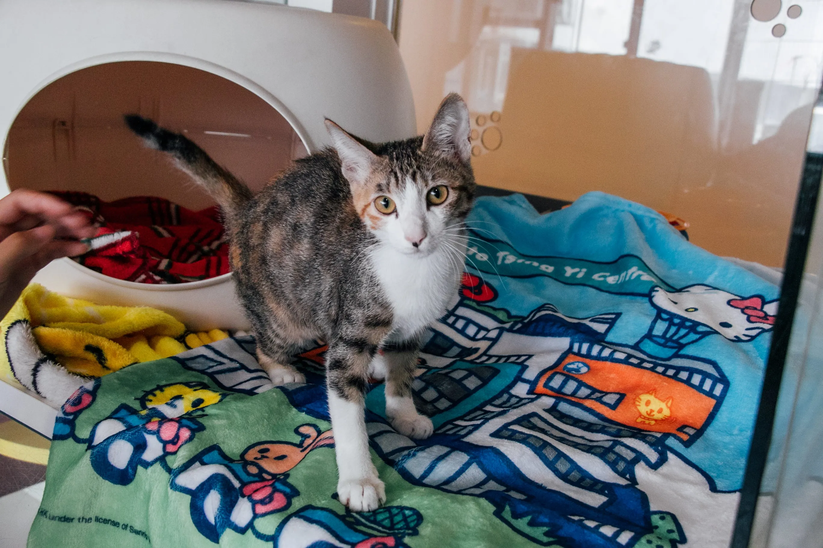 Sanrio - Pet Blanket