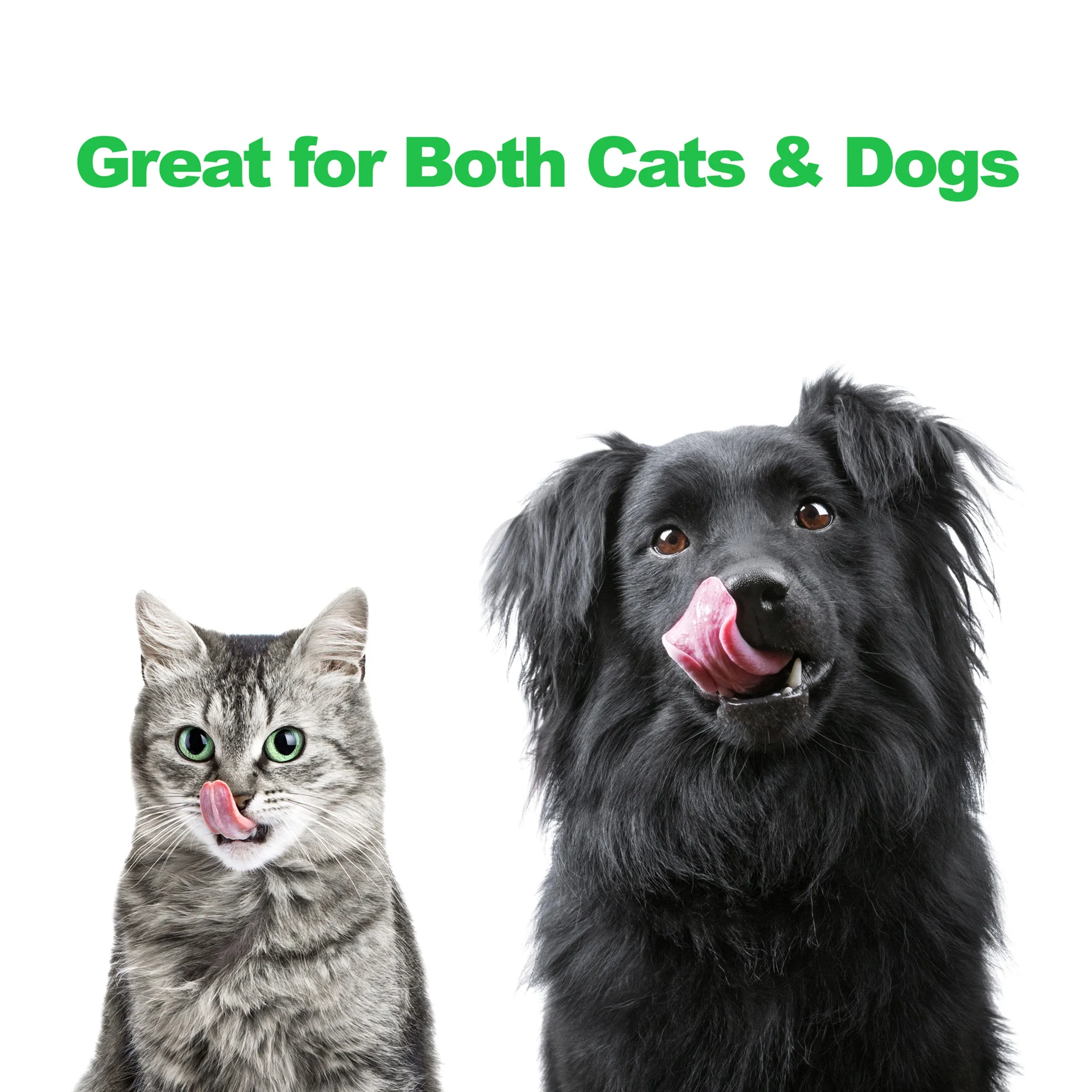Set of 2 Elevated Dog Bowls with Stand