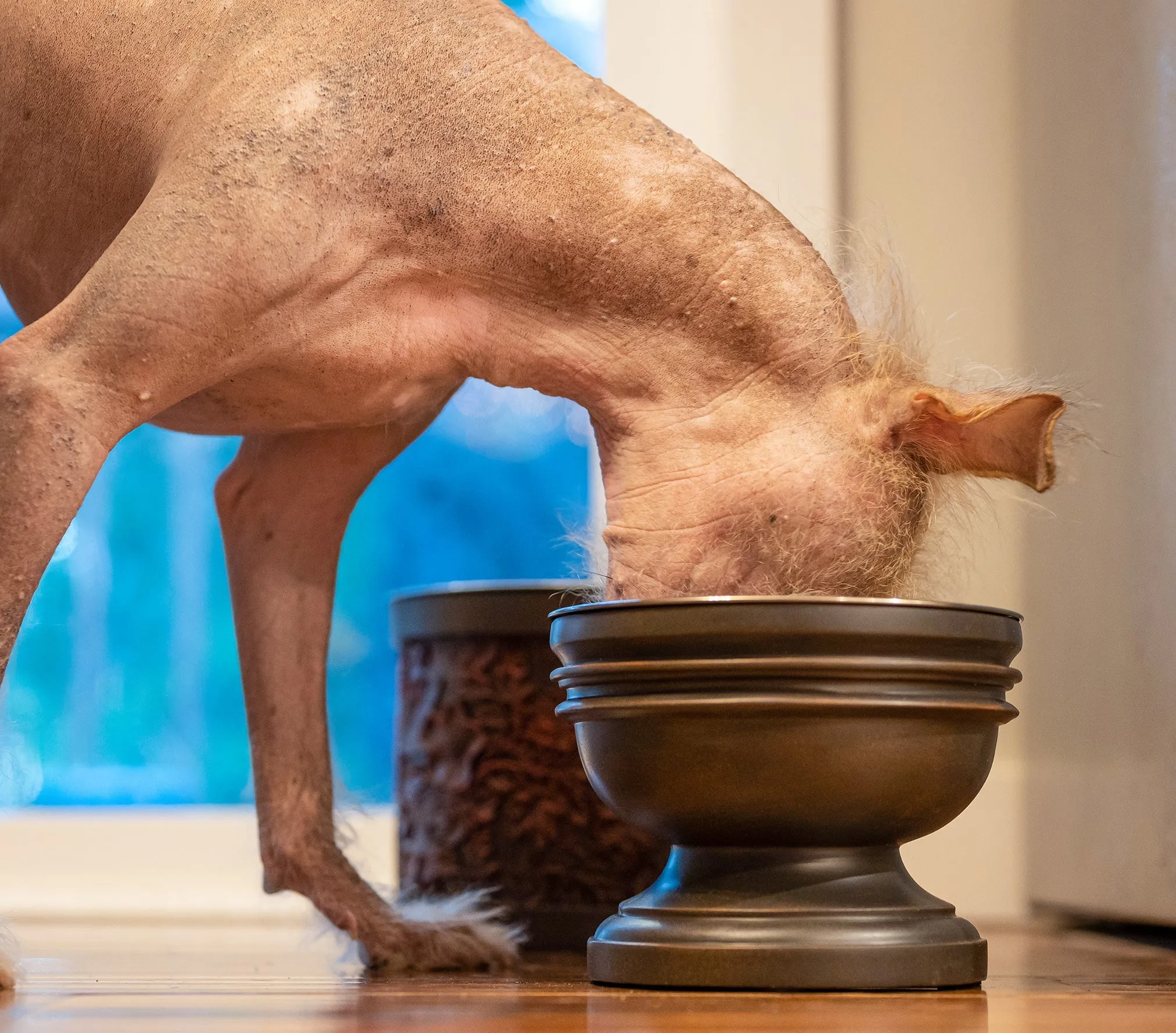 Summit Elevated Dog Bowl (OPEN BOX)