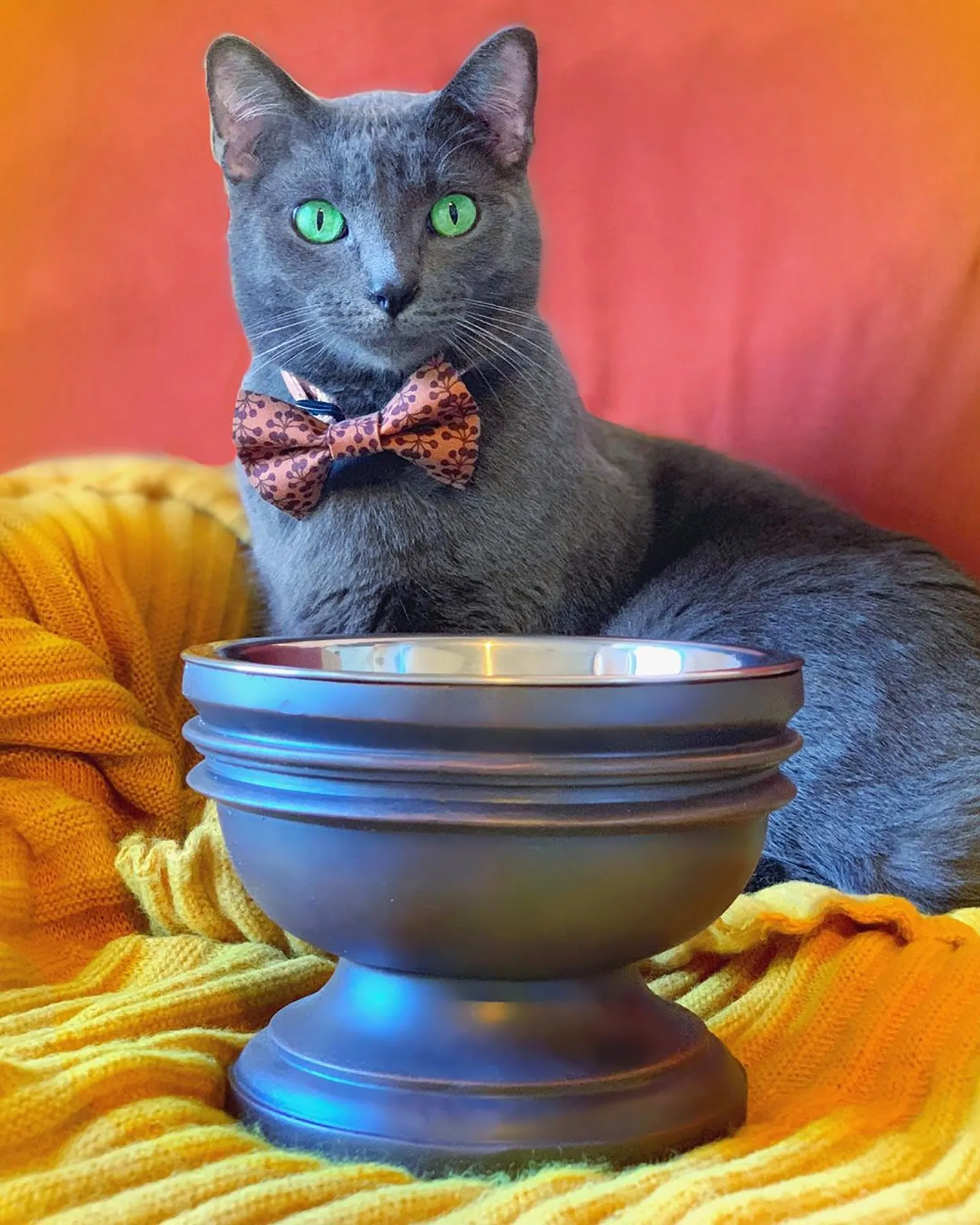 Summit Elevated Dog Bowl (OPEN BOX)