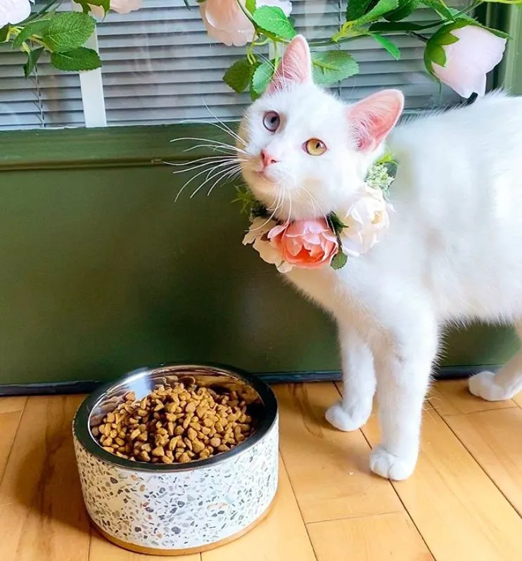 Terrazzo Elevated Dog Bowl (OPEN BOX)